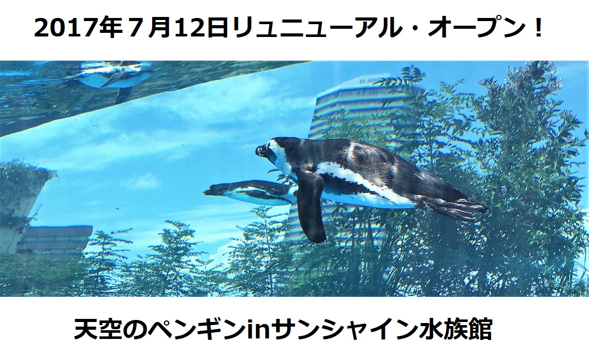 【観光スポット】天空のペンギンinサンシャイン水族館